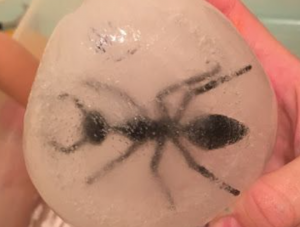 A toy ant frozen in a block of ice