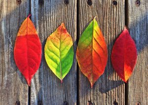 Four leaves in various shades of red and green lined up next to each other